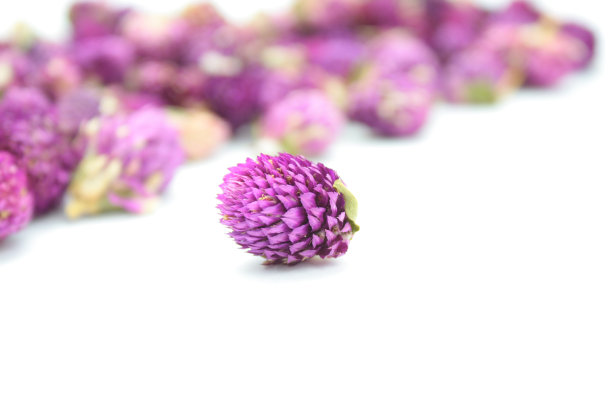 干gomphrena花图片下载