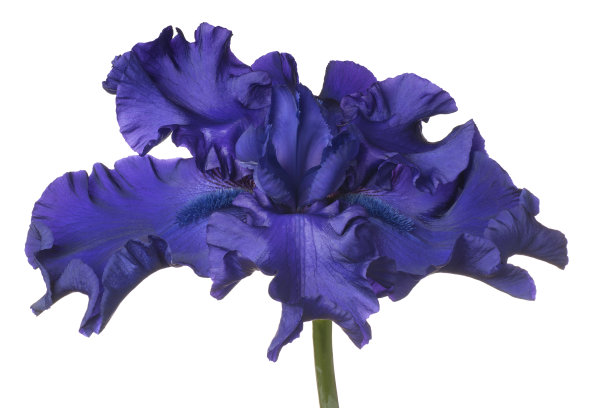 花孤立在白色上图片下载