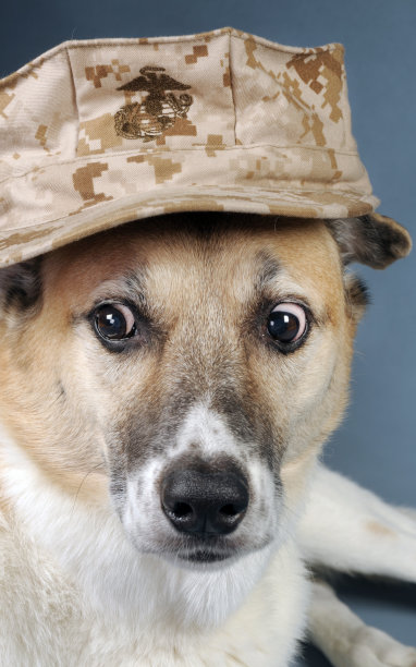 海洋公司的狗图片下载