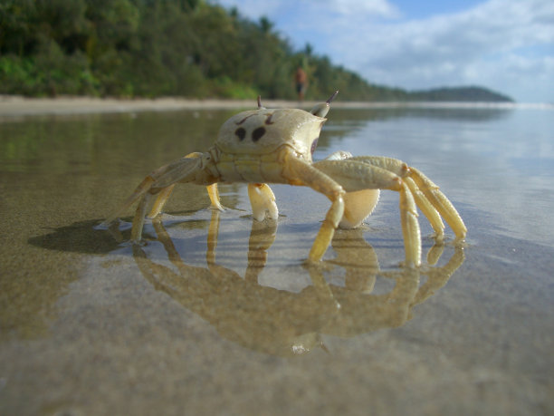 孤独的螃蟹图片下载