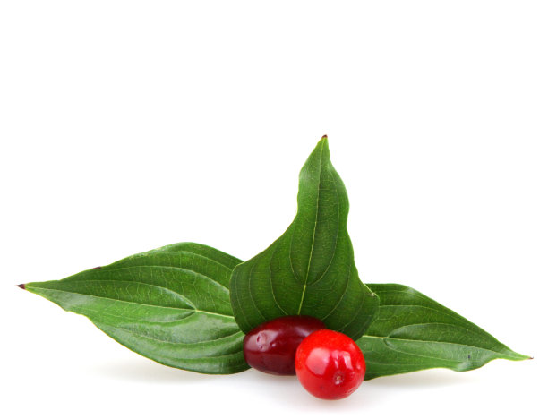 山茱萸上孤立的樱桃图片下载