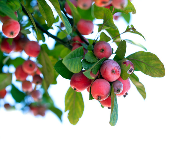 苹果树枝图片下载