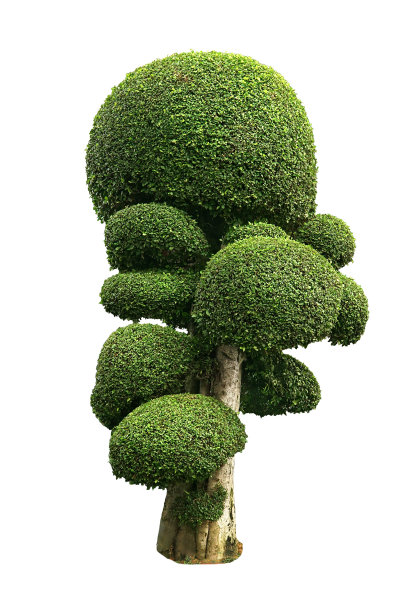 美丽的形状的树孤立在白色的背景图片下载