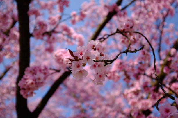 开花树枝图片下载