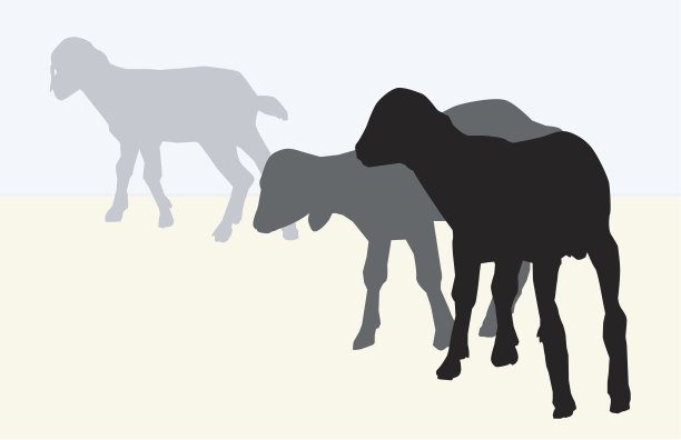 小山羊图片下载