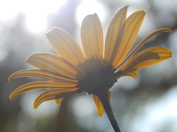 螺旋体图片下载