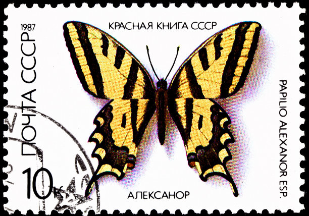 蝴蝶亚历山诺，黄燕尾蝶图片下载