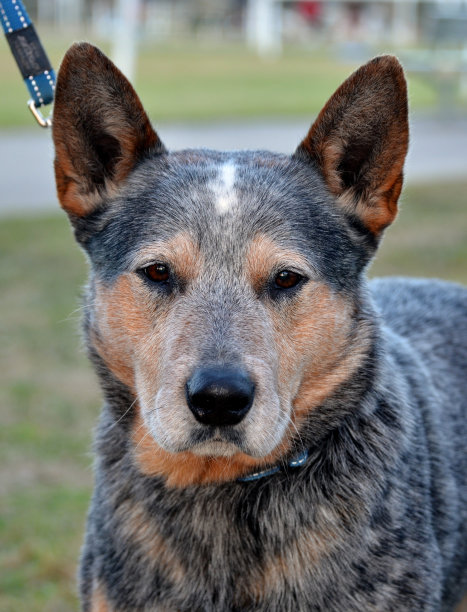 蓝色的治疗师图片下载