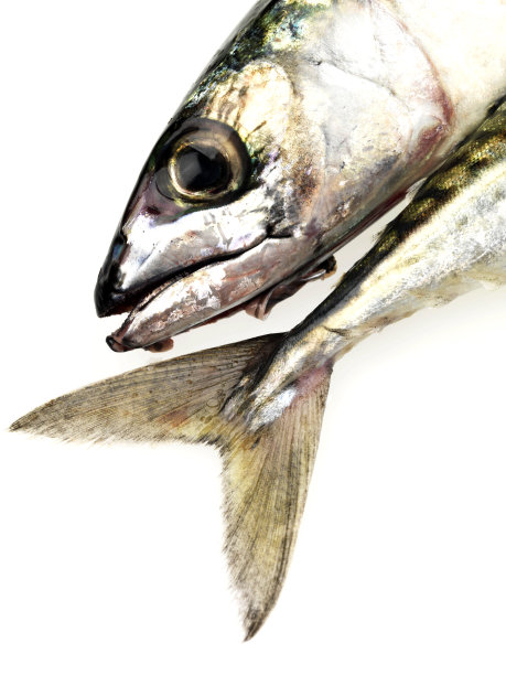 在白色背景下分离的新鲜鲭鱼图片下载