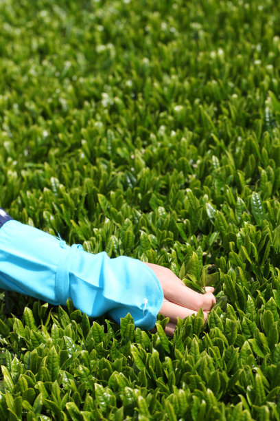 茶叶采摘图片下载