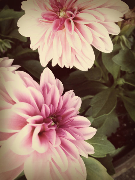 17 - 028粉红色大丽花图片下载