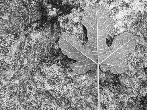 岩石上的遮羞布图片下载