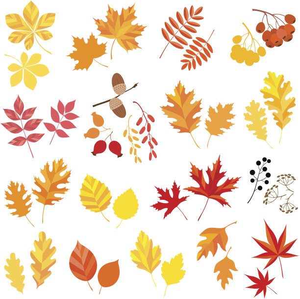 秋天的树叶和浆果。素材图片