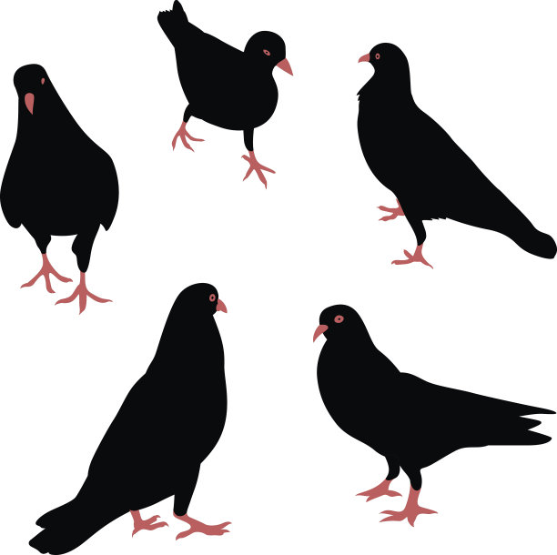 鸟的轮廓。图片下载