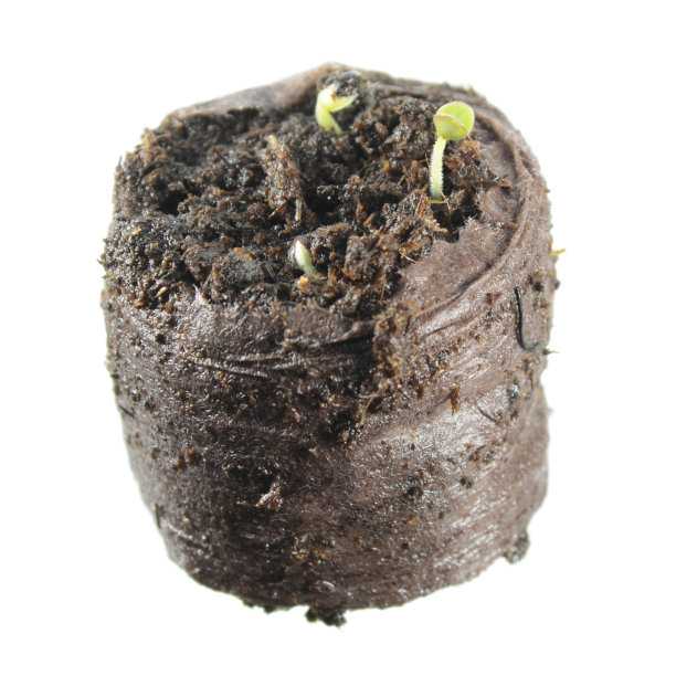 在白色背景上分离的土块上的鼠尾草(丹参)双子苗图片下载