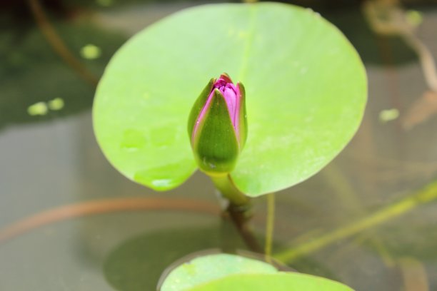 莲花，流图片下载