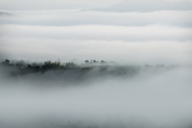 在极简主义摄影中，森林上空的雾图片下载