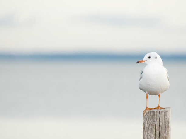 海鸥图片下载