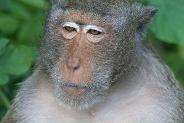 老板的猴子图片下载