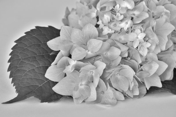 简单的绣球花-黑白图像图片下载