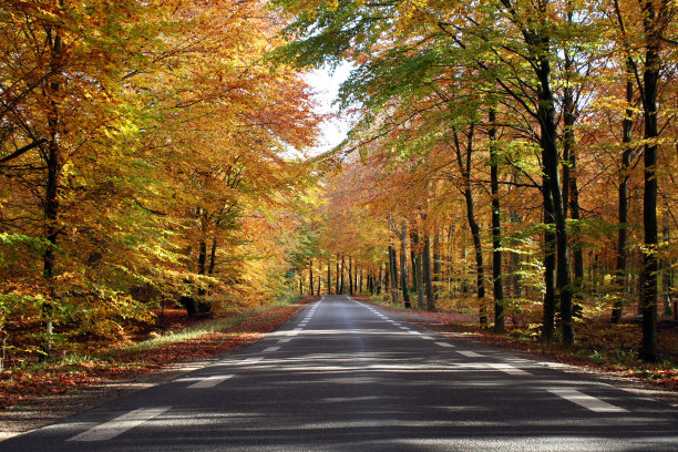 森林之路图片下载