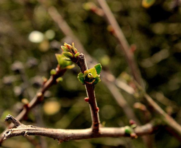 嫩芽的绿叶图片下载