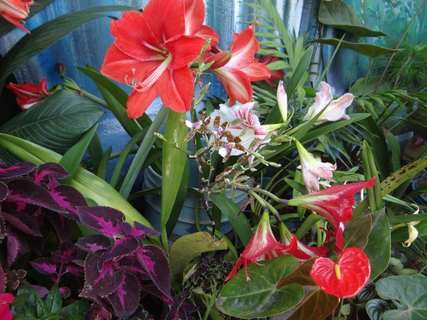 热带的异国情调和丰富多彩的花朵图片下载