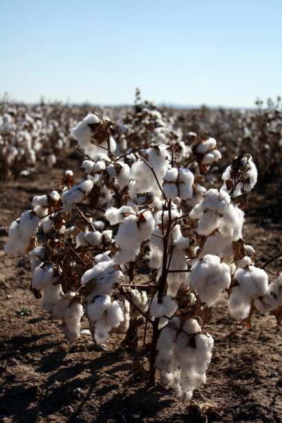农场的棉花图片下载