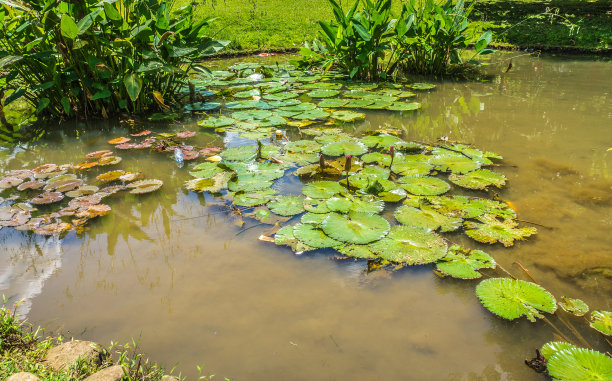 荷花或睡莲在一个小池塘与绿色的水照片在科本拉亚茂物印尼图片下载