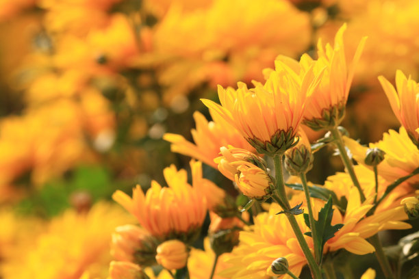 花，花菊花，在大自然素材图片