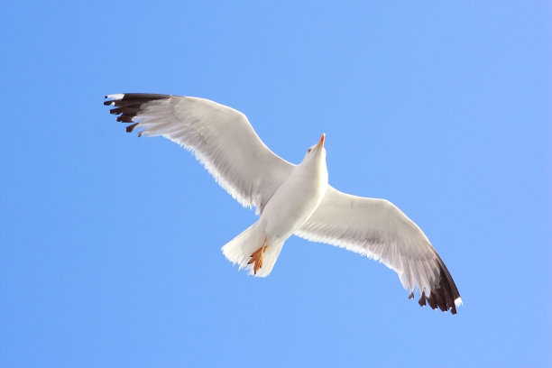 海鸥图片下载