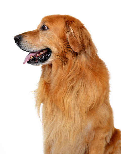 霍瓦瓦特狗图片下载