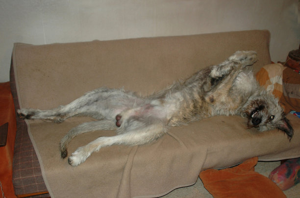 单狗沙发图片下载