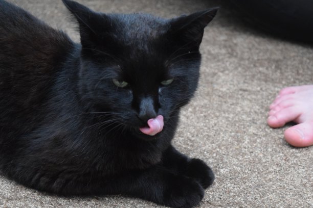 黑猫舔它的鼻子图片下载