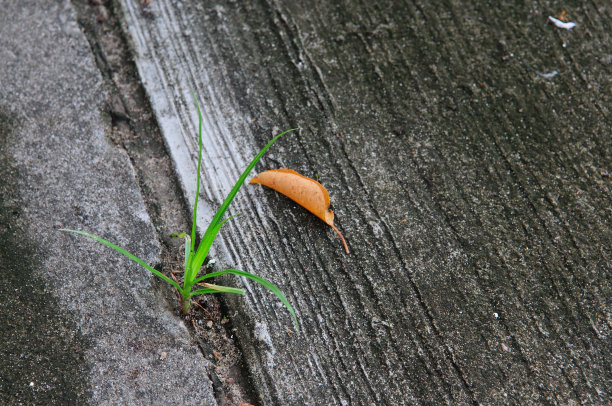 一根草在肮脏的水泥地板上图片下载