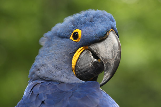 蓝色鹦鹉肖像图片下载
