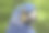 蓝色鹦鹉肖像图片下载