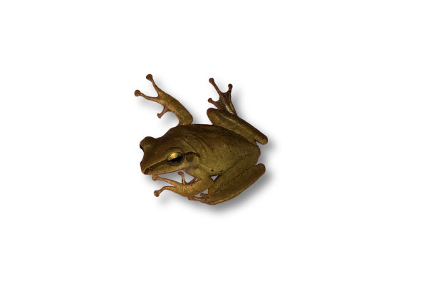 青蛙孤立在白色背景上图片下载