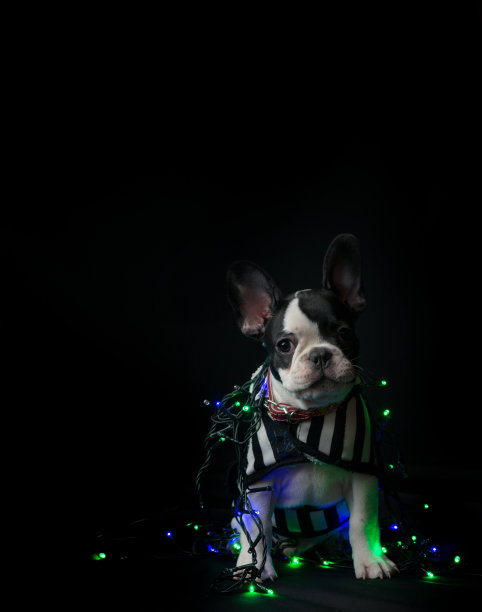 黑色背景的法国斗牛犬，上面有圣诞彩灯图片下载