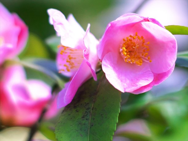 山茶花图片下载