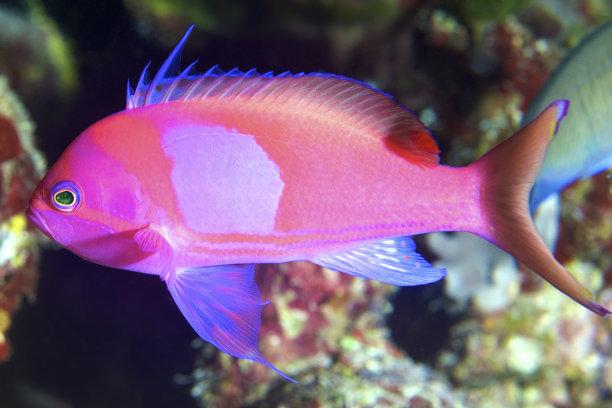 Squarespot Anthias。图片下载