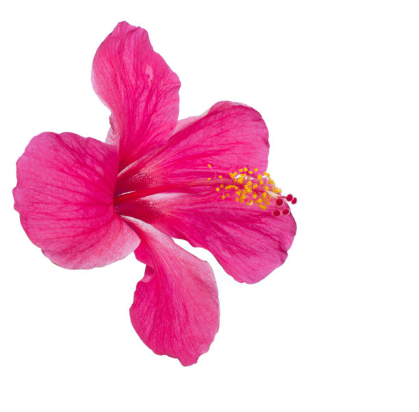 红花-蔷薇木槿，孤立在白色上图片下载