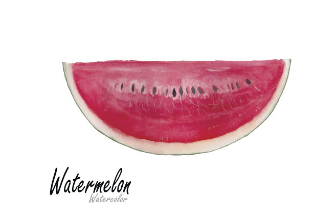 西瓜。手绘水彩画。矢量图图片下载