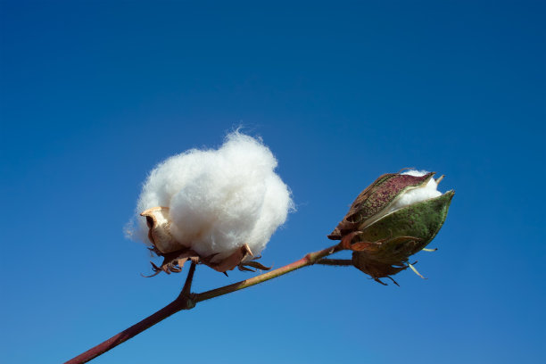 棉花波尔图片下载