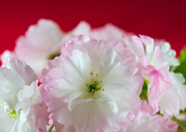 日本的双樱花(耶哉zakura)图片下载