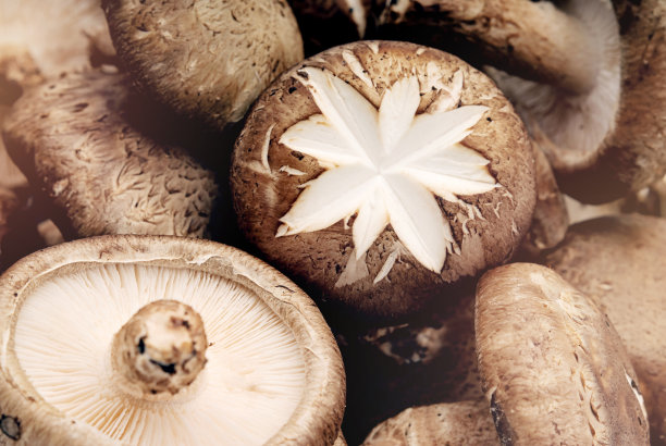 白色背景上的香菇图片下载