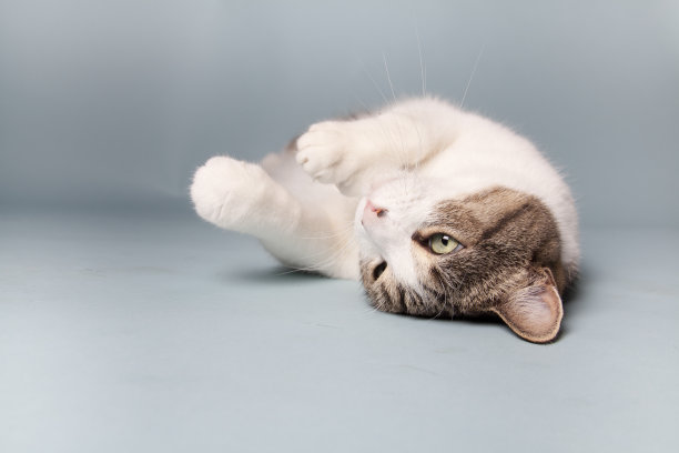 猫伸展在蓝色的背景图片下载