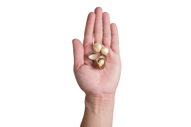 左手拿着澳洲坚果图片下载