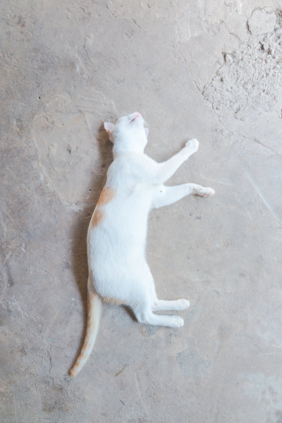 猫开心睡觉顶视图图片下载