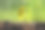 植物在阳光和雨水中生长图片下载